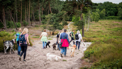 Hundewanderung der Hundeschule Goch