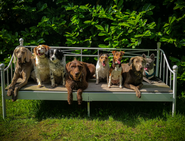 Gruppenfoto Hundeschule-Goch-RB