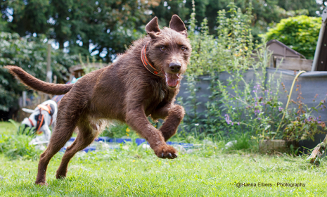 Hundeschule-Goch-Regina-Brausch-2