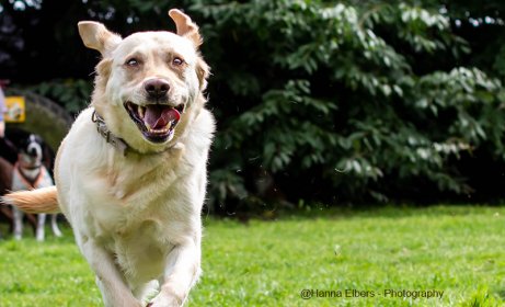 Hundeschule-Goch-Regina-Brausch-3