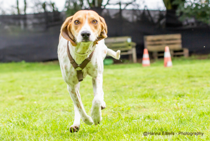 Hundeschule-Goch-Regina-Brausch