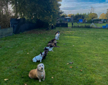 Hundeschule Goch Regina Brausch 01