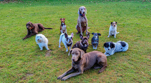 Hundeschule Goch Regina Brausch