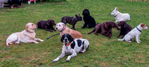 Hundeschule Goch Regina Brausch 04